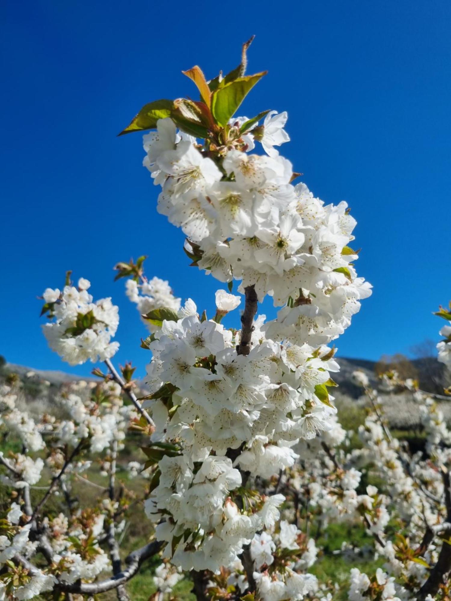 Albareilla By #Cherrygredos El Arenal  Ngoại thất bức ảnh